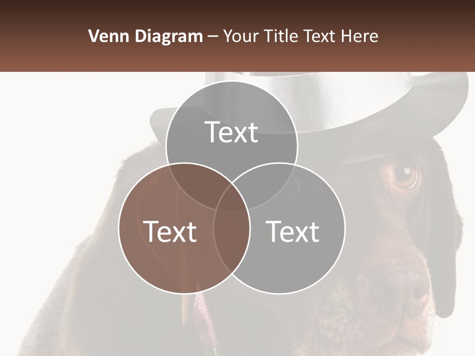 A Dog Wearing A Hat With A Name Tag On It PowerPoint Template