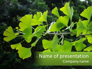 A Tree Branch With Green Leaves On It PowerPoint Template
