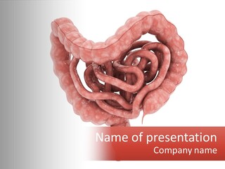 The Stomach Is Shown With A Red Ribbon Around It PowerPoint Template
