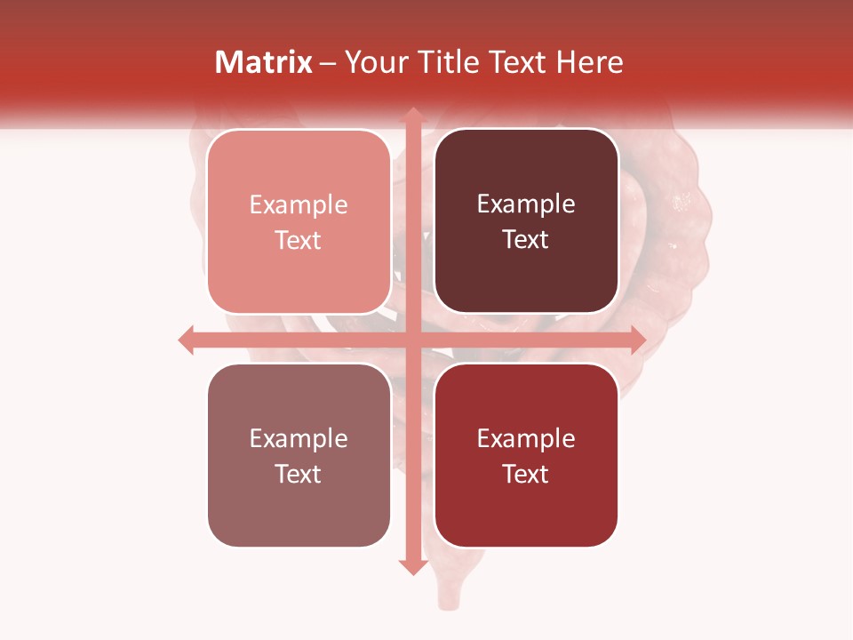 The Stomach Is Shown With A Red Ribbon Around It PowerPoint Template