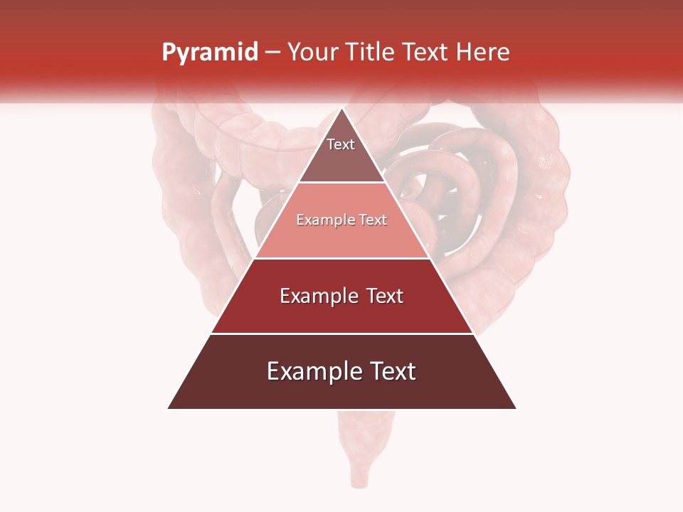 The Stomach Is Shown With A Red Ribbon Around It PowerPoint Template