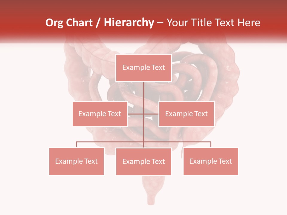 The Stomach Is Shown With A Red Ribbon Around It PowerPoint Template