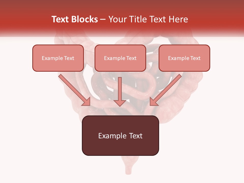 The Stomach Is Shown With A Red Ribbon Around It PowerPoint Template