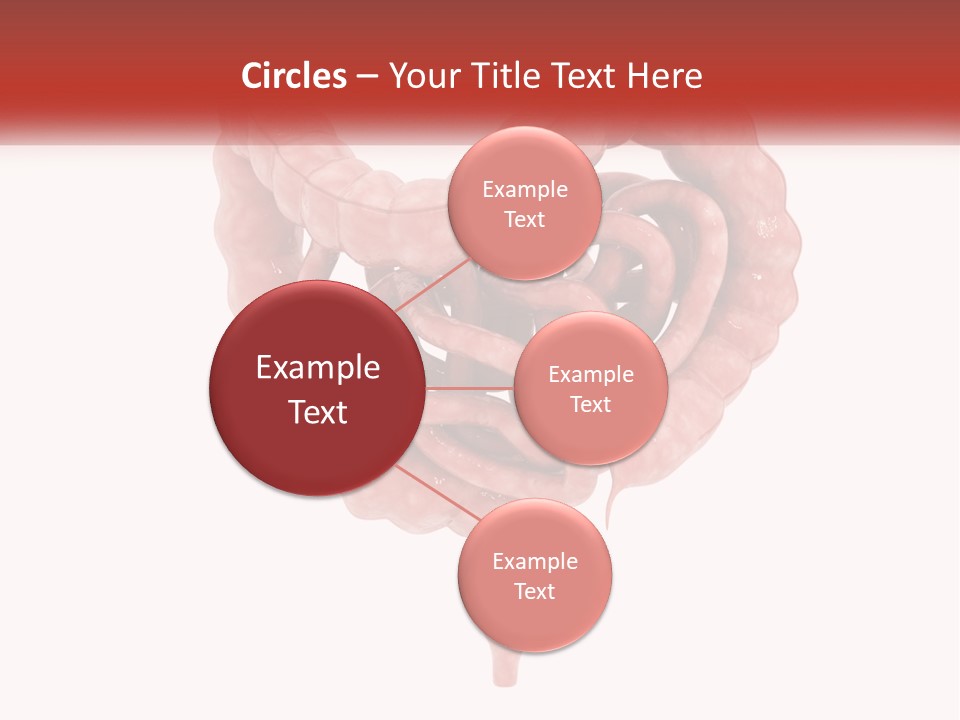 The Stomach Is Shown With A Red Ribbon Around It PowerPoint Template