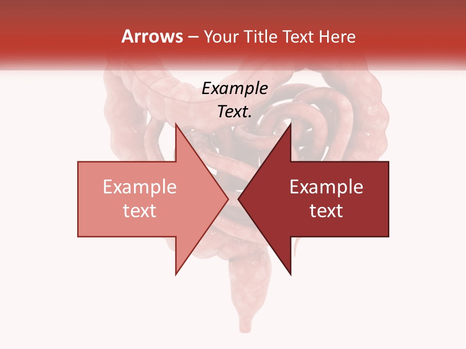 The Stomach Is Shown With A Red Ribbon Around It PowerPoint Template