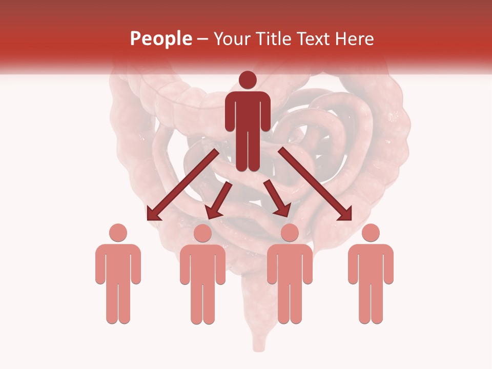 The Stomach Is Shown With A Red Ribbon Around It PowerPoint Template