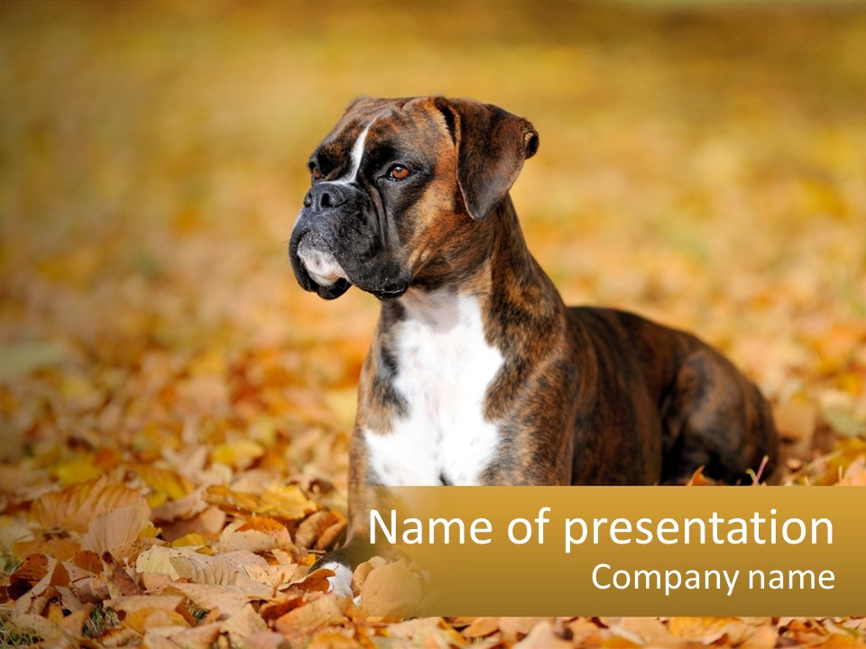 A Brown And White Dog Laying On Top Of A Pile Of Leaves PowerPoint Template