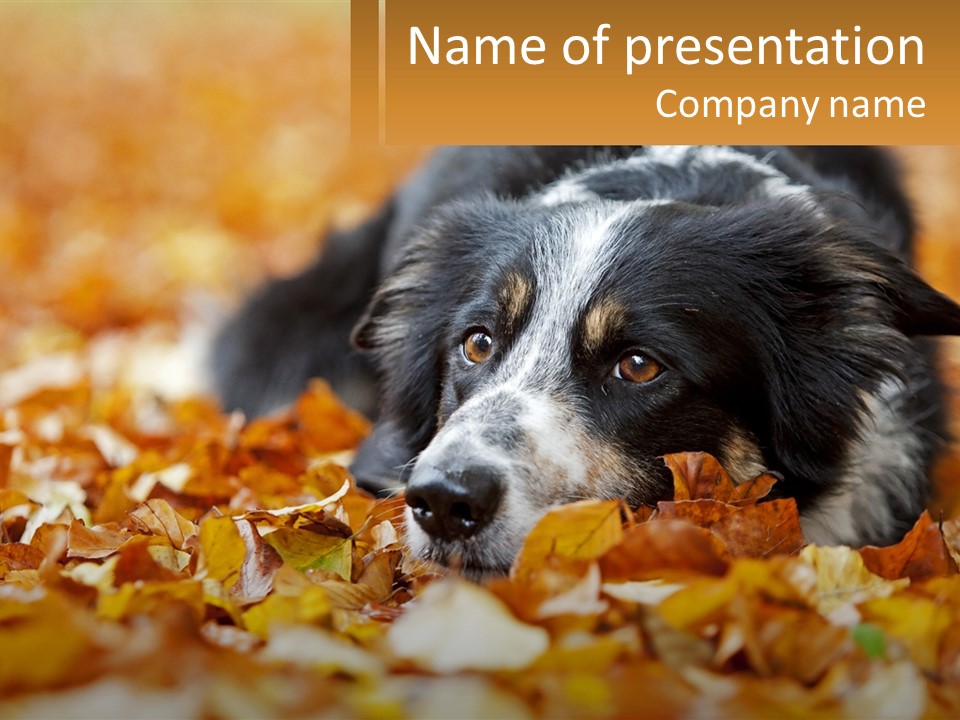 A Dog Laying On Top Of A Pile Of Leaves PowerPoint Template