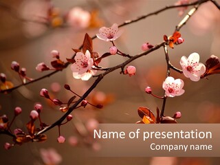 A Branch Of A Flowering Tree With Pink Flowers PowerPoint Template