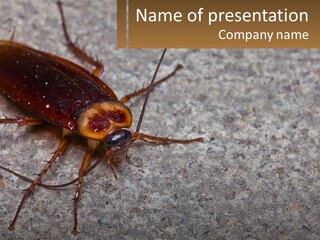 A Close Up Of A Cockroach On The Ground PowerPoint Template