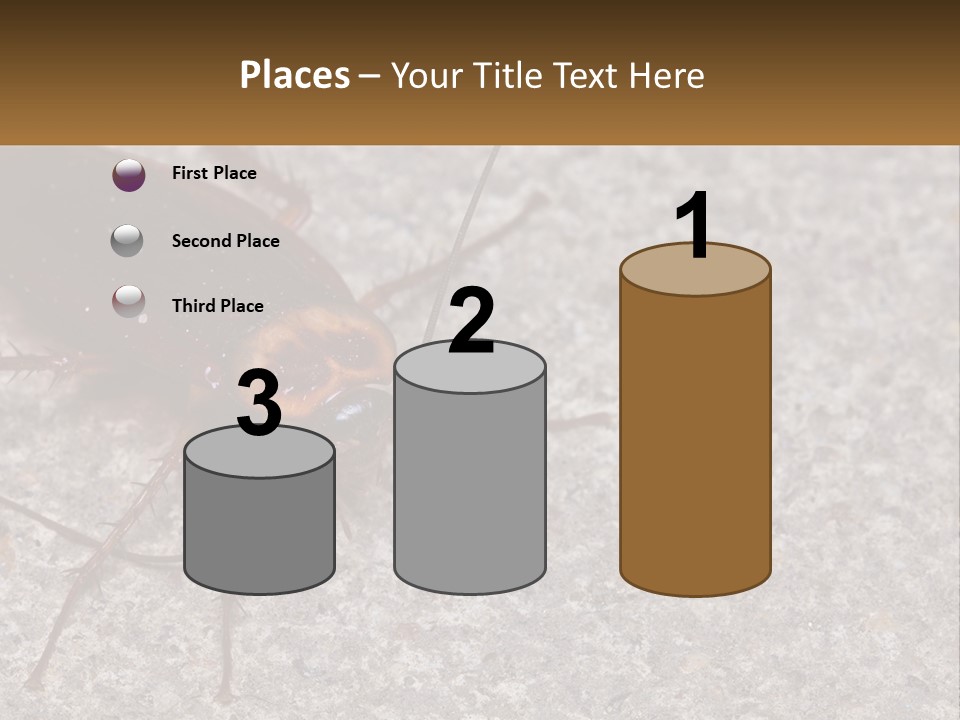 A Close Up Of A Cockroach On The Ground PowerPoint Template