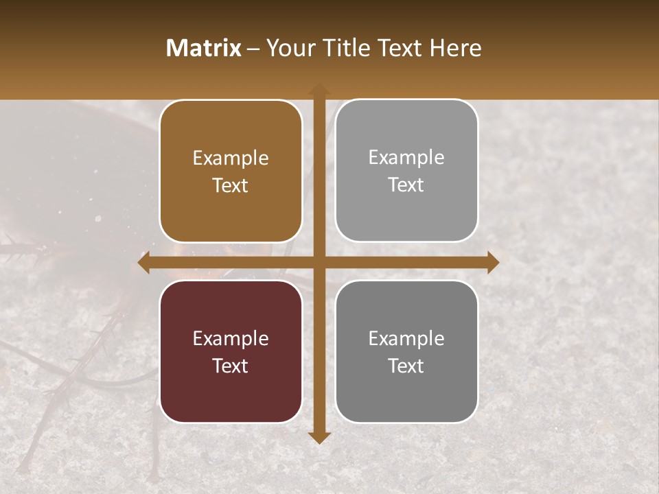 A Close Up Of A Cockroach On The Ground PowerPoint Template