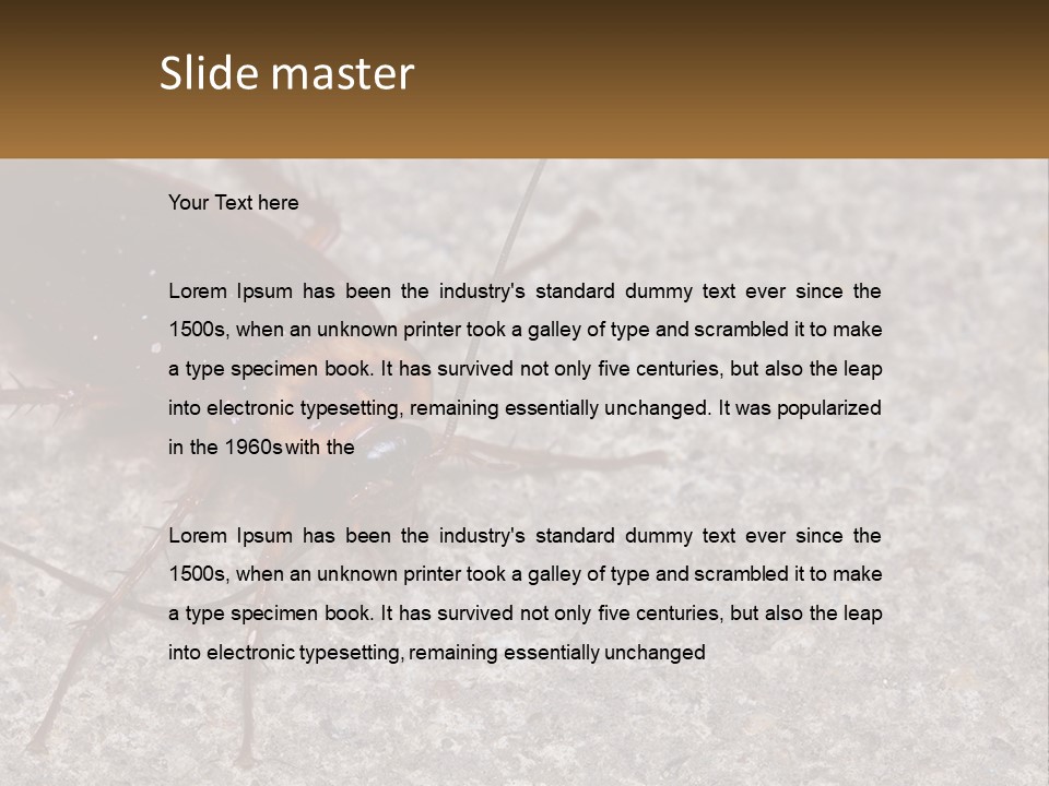 A Close Up Of A Cockroach On The Ground PowerPoint Template
