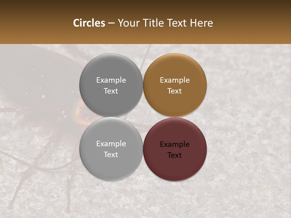A Close Up Of A Cockroach On The Ground PowerPoint Template
