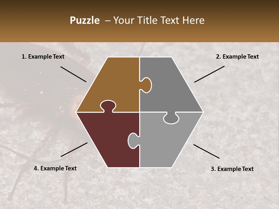 A Close Up Of A Cockroach On The Ground PowerPoint Template