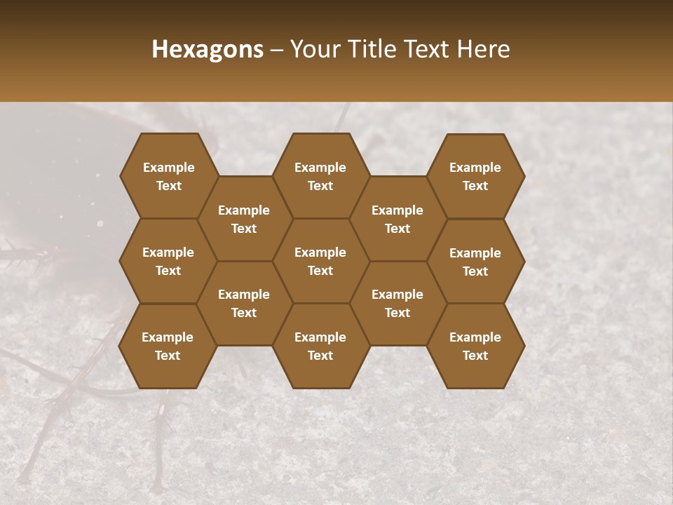 A Close Up Of A Cockroach On The Ground PowerPoint Template