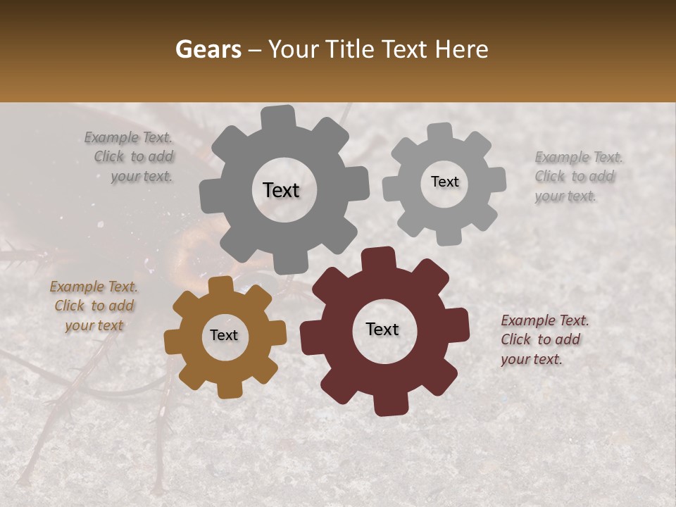 A Close Up Of A Cockroach On The Ground PowerPoint Template