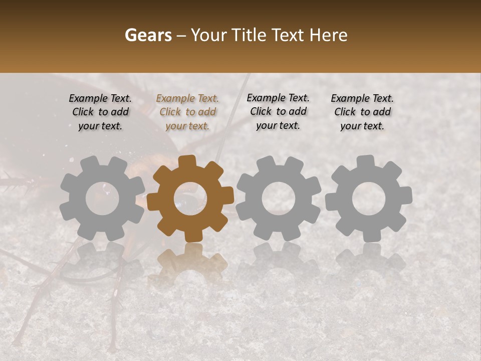 A Close Up Of A Cockroach On The Ground PowerPoint Template