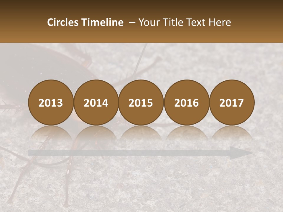 A Close Up Of A Cockroach On The Ground PowerPoint Template