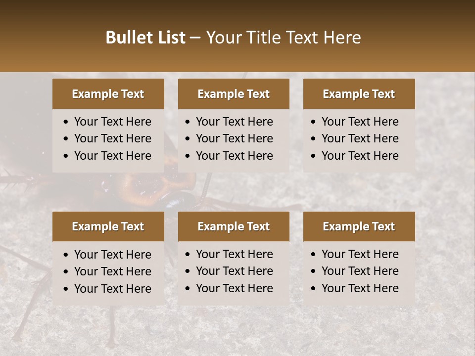 A Close Up Of A Cockroach On The Ground PowerPoint Template