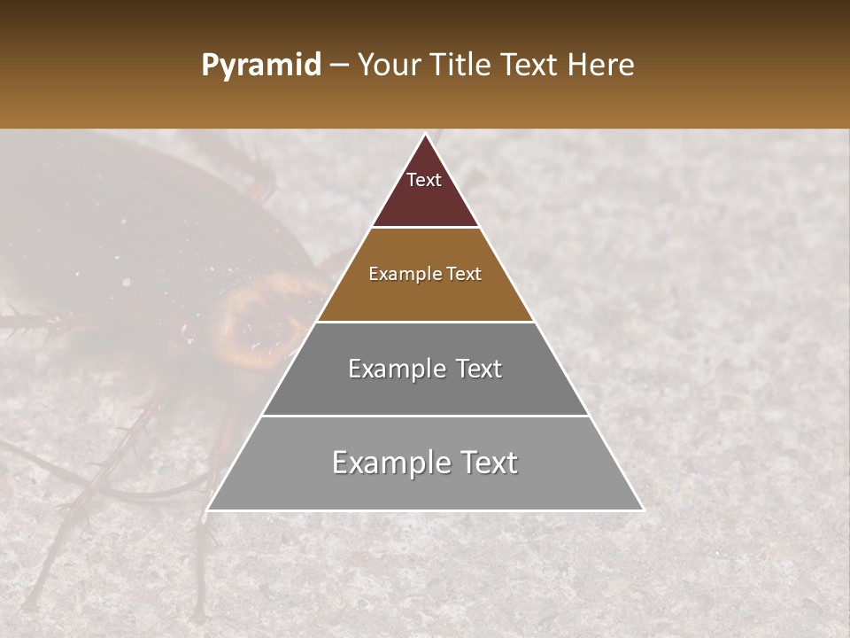 A Close Up Of A Cockroach On The Ground PowerPoint Template