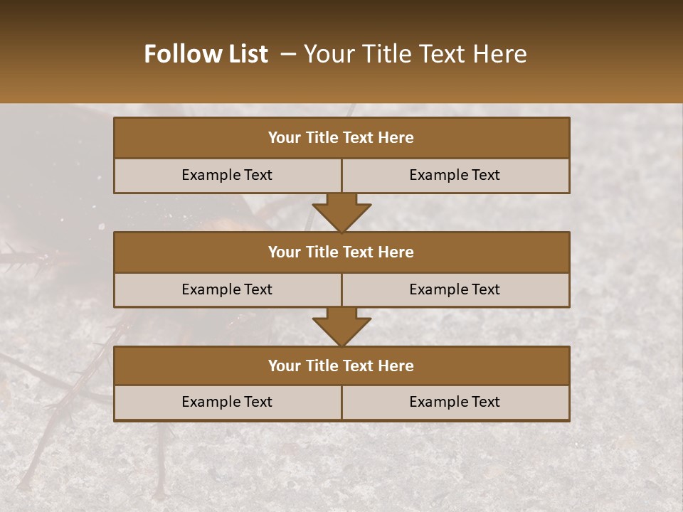A Close Up Of A Cockroach On The Ground PowerPoint Template