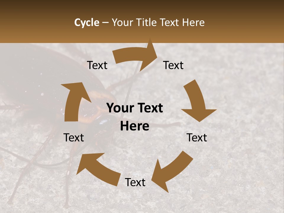 A Close Up Of A Cockroach On The Ground PowerPoint Template