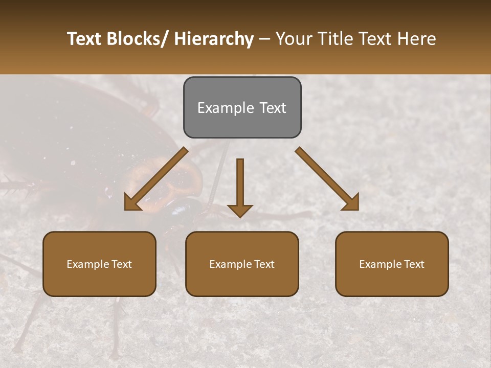 A Close Up Of A Cockroach On The Ground PowerPoint Template