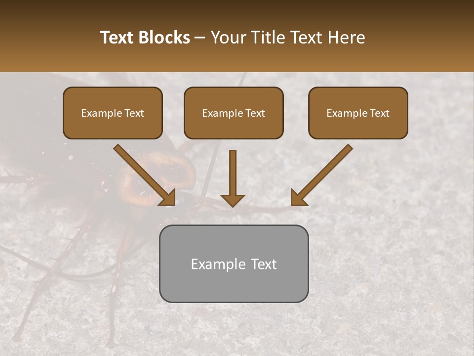A Close Up Of A Cockroach On The Ground PowerPoint Template