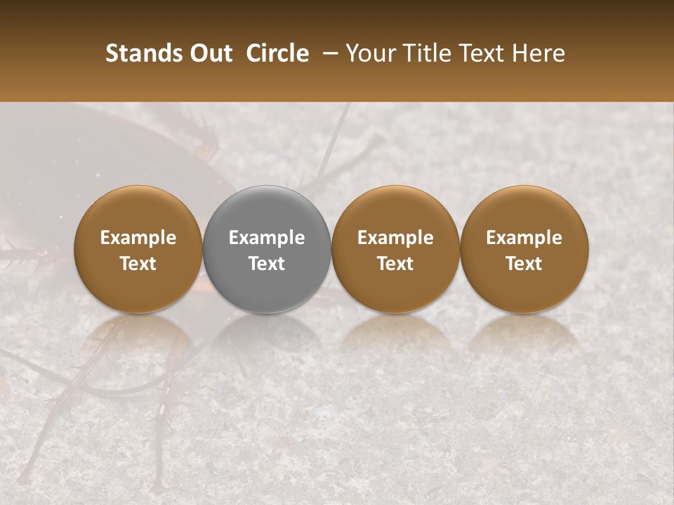 A Close Up Of A Cockroach On The Ground PowerPoint Template