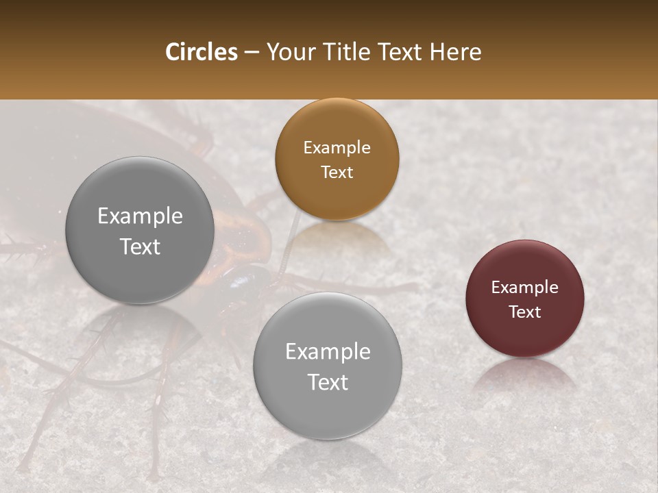 A Close Up Of A Cockroach On The Ground PowerPoint Template