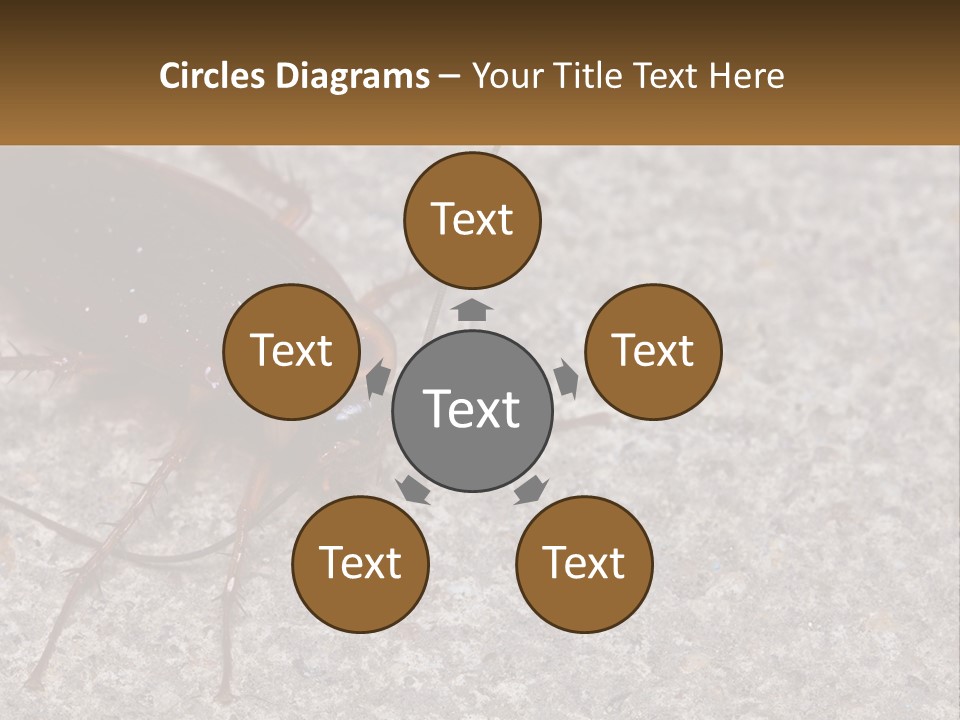 A Close Up Of A Cockroach On The Ground PowerPoint Template