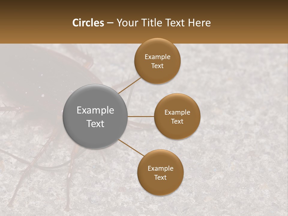 A Close Up Of A Cockroach On The Ground PowerPoint Template