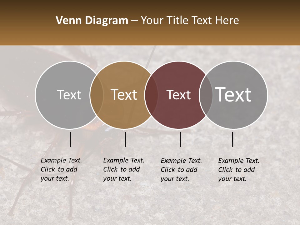 A Close Up Of A Cockroach On The Ground PowerPoint Template