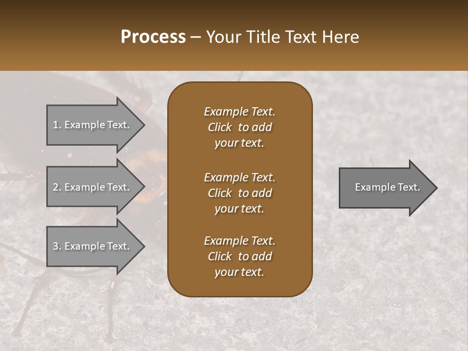 A Close Up Of A Cockroach On The Ground PowerPoint Template