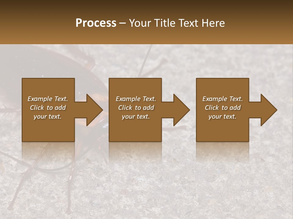 A Close Up Of A Cockroach On The Ground PowerPoint Template