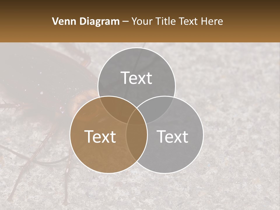 A Close Up Of A Cockroach On The Ground PowerPoint Template