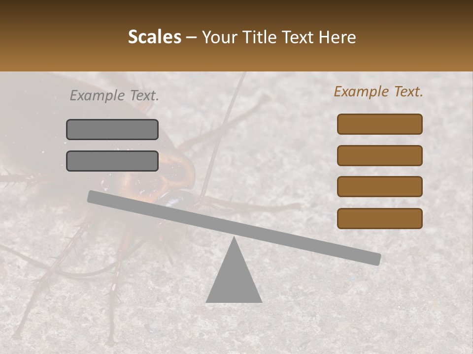 A Close Up Of A Cockroach On The Ground PowerPoint Template