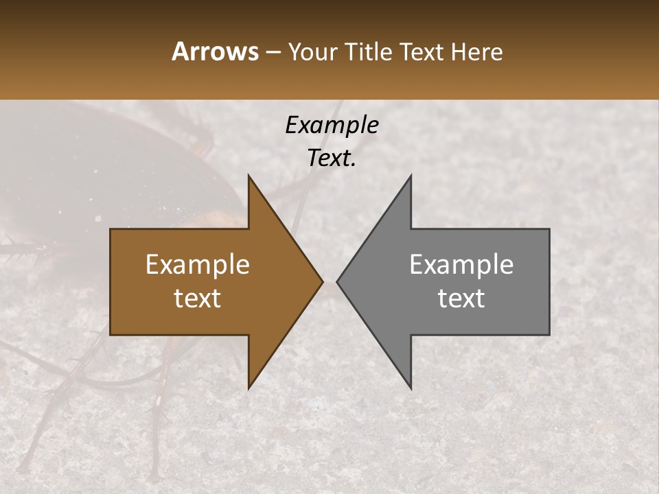 A Close Up Of A Cockroach On The Ground PowerPoint Template