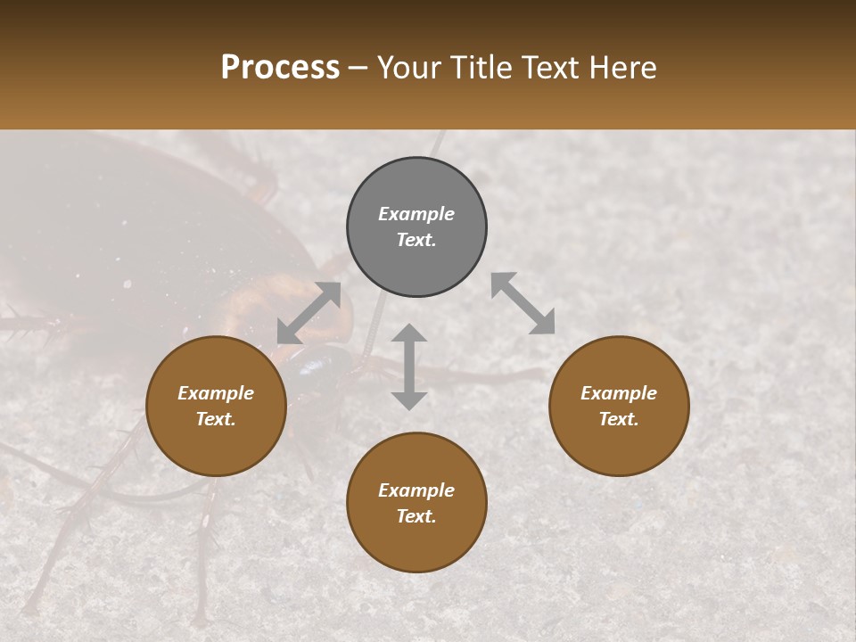 A Close Up Of A Cockroach On The Ground PowerPoint Template