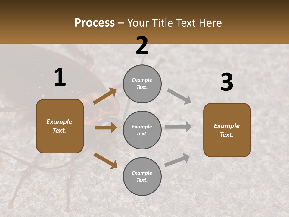 A Close Up Of A Cockroach On The Ground PowerPoint Template