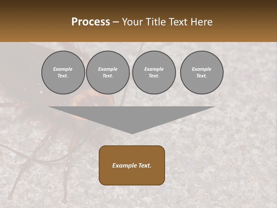 A Close Up Of A Cockroach On The Ground PowerPoint Template