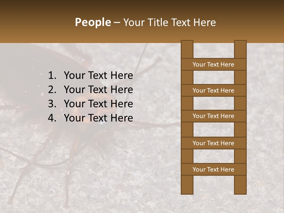 A Close Up Of A Cockroach On The Ground PowerPoint Template