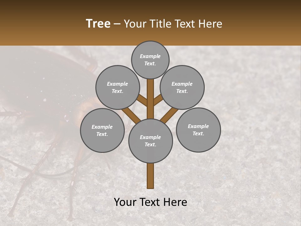 A Close Up Of A Cockroach On The Ground PowerPoint Template