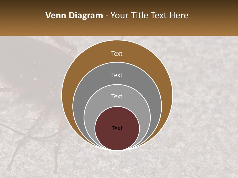 A Close Up Of A Cockroach On The Ground PowerPoint Template