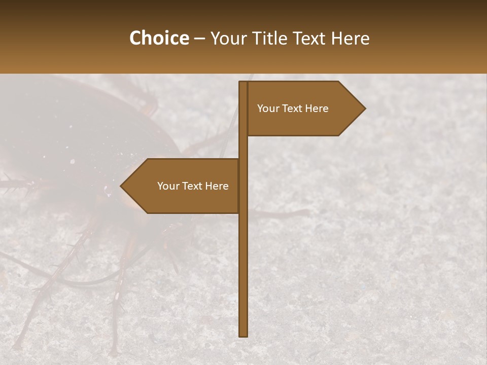 A Close Up Of A Cockroach On The Ground PowerPoint Template