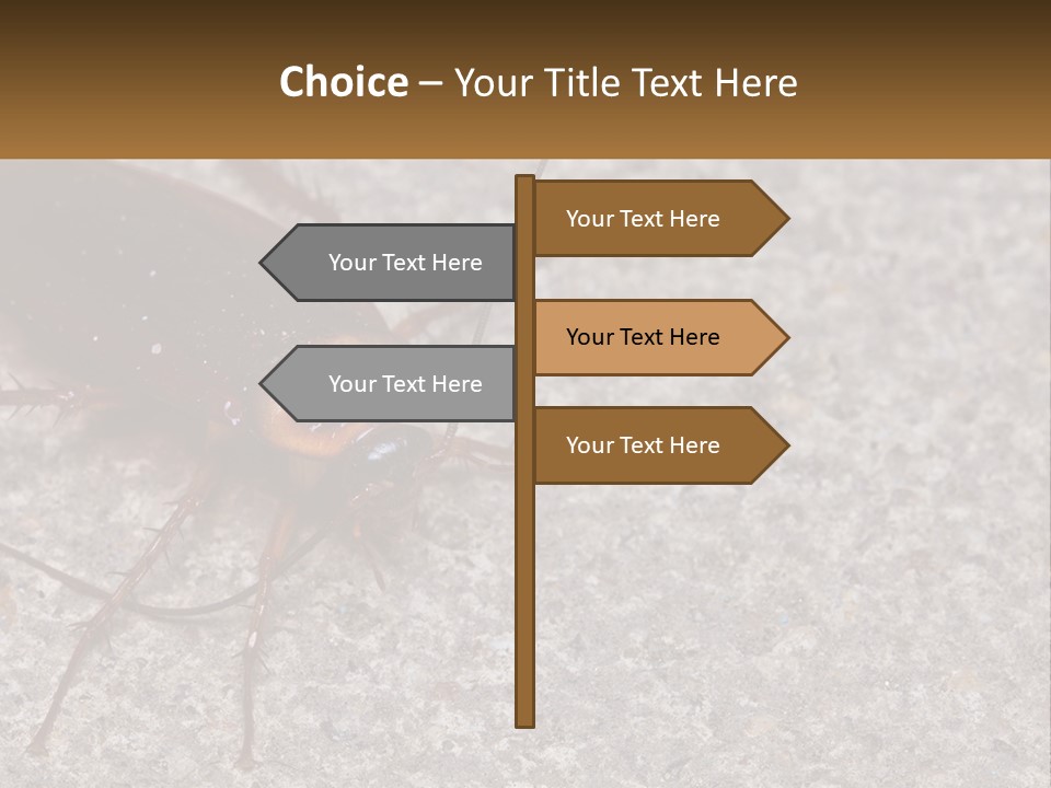 A Close Up Of A Cockroach On The Ground PowerPoint Template