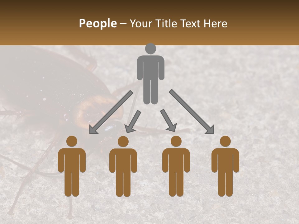 A Close Up Of A Cockroach On The Ground PowerPoint Template