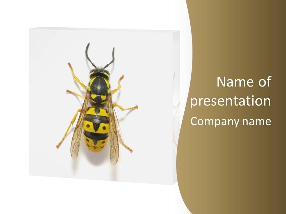 A Yellow And Black Insect On A White Background PowerPoint Template
