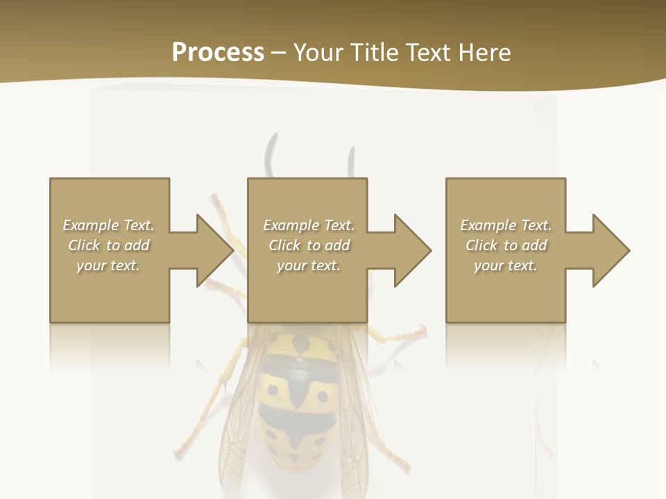 A Yellow And Black Insect On A White Background PowerPoint Template